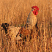 Red Junglefowl